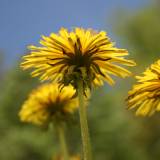 Skrudinti kiaulpienių žiedai