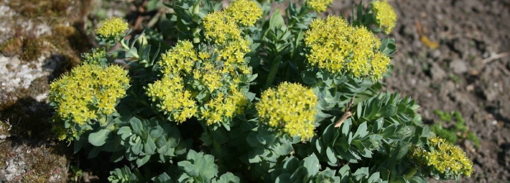 Adaptogenai. Tonizuoja organizmą, suteikia žvalumo ir energijos.