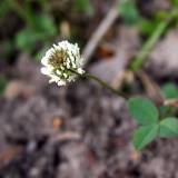 Arbatos ir prieskoniniai augalai. Kokius vaistinius augalus rinksite šiemet?