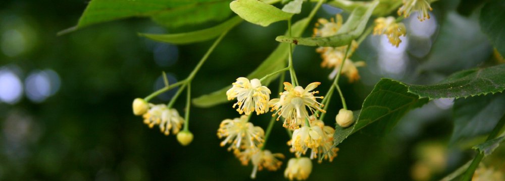 Kūno temperatūros padidėjimas ir prakaitavimas