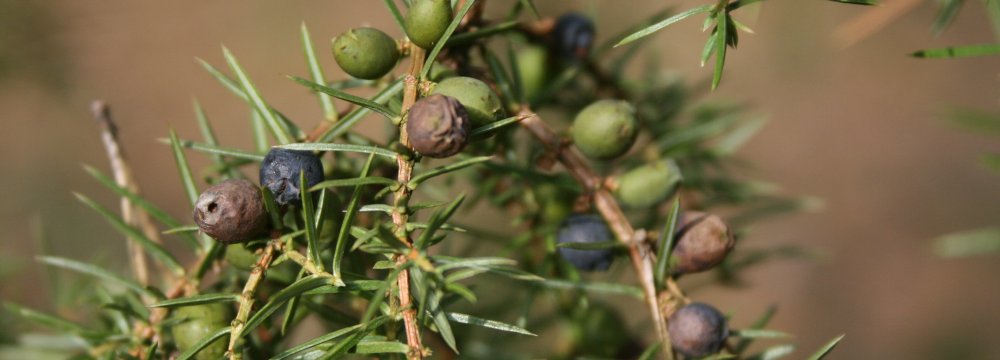 Reumatoidinis artritas