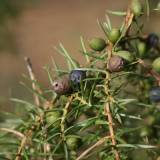 Reumatoidinis artritas