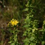 Šlapinimasis į lovą