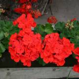 Uodai ir kaip nuo jų apsiginti