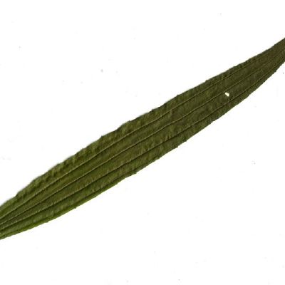 Siauralapio gyslocio lapas 2