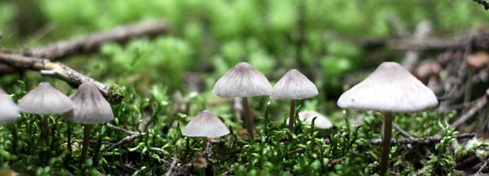 Ankstyva grybų paieška