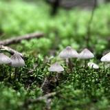 Ankstyva grybų paieška