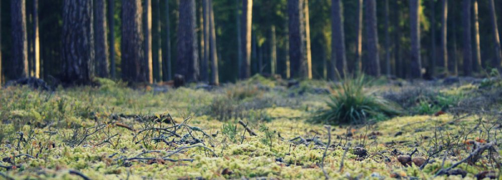 Apšerkšniję augalai, melsvos pušų viršūnės ir sniego žmogus rudenį