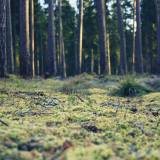 Apšerkšniję augalai, melsvos pušų viršūnės ir sniego žmogus rudenį