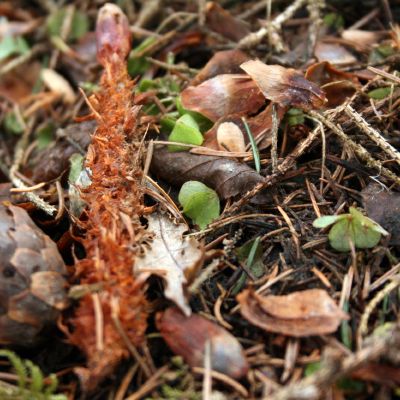 Egles kankorezio grauztukas