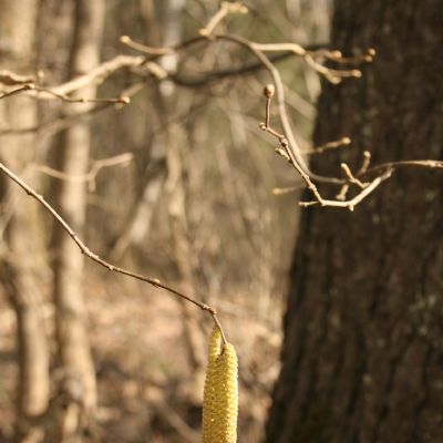 Jau skleidziasi zirginiai