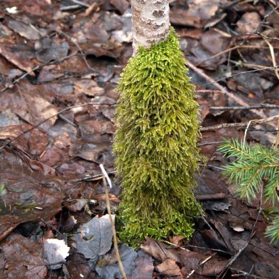 Kamienas uzsiaugino gaurus