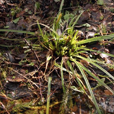 Misko zverys nieko nelauke ragauja sviezios zoles