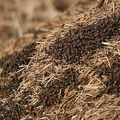 Skruzdelems pats darbymetis