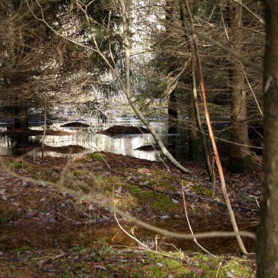 Tirpsta pavasarinis sniegas miske