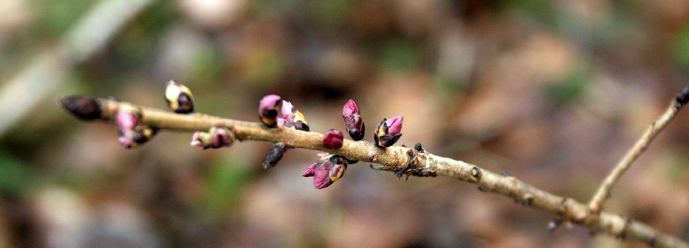 Ar jau pražydo žalčialunkiai?
