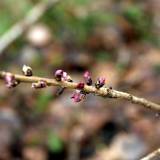 Ar jau pražydo žalčialunkiai?