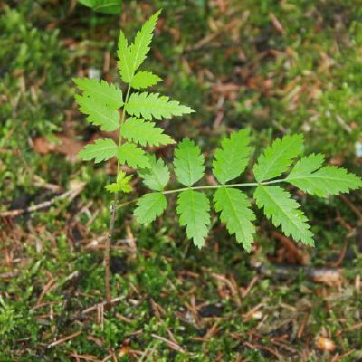 Dygstanti vingiorykste