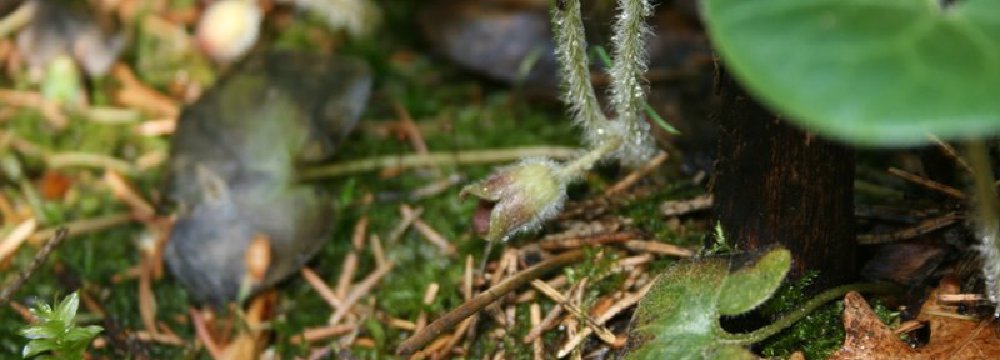 Bijai šerno - neik į mišką