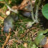 Bijai šerno - neik į mišką