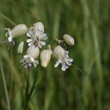 Ėjau į griovį Apsiuvų