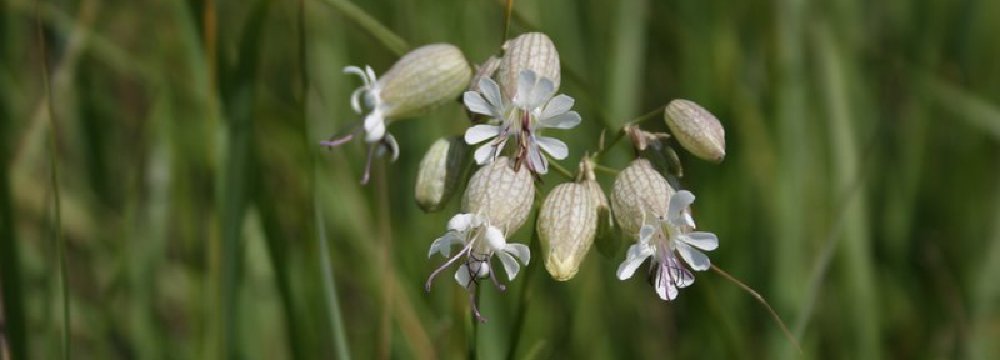 Ėjau į griovį Apsiuvų