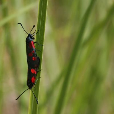 Vingiorykstinis marguolis