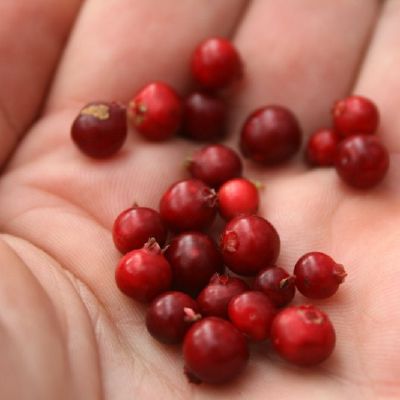 Dar uzsilikusios bruknes