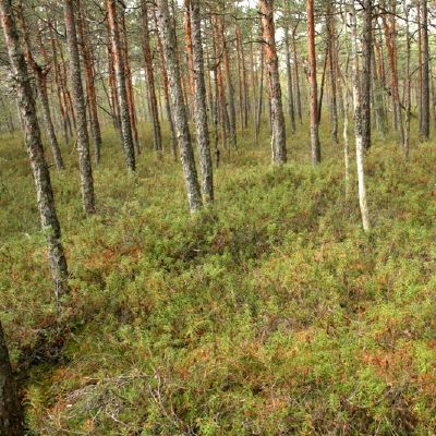 Pelkes bendras vaizdas