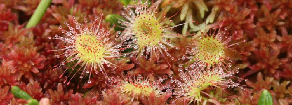 Grįžus iš pelkės su spanguolėmis ir saulašare