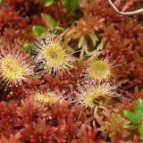 Grįžus iš pelkės su spanguolėmis ir saulašare