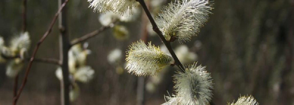 Į mišką prieš Velykas