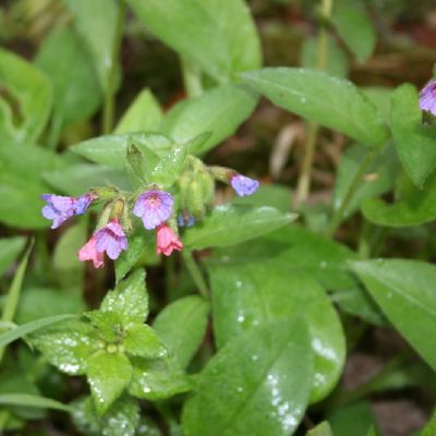 Neatpazintas augalas 2