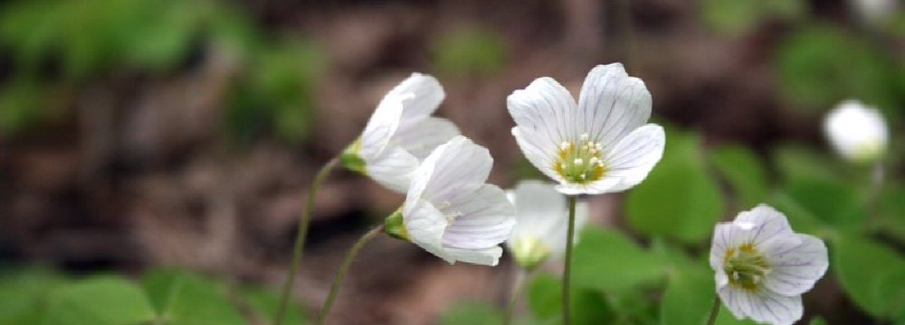 Į miškus nesibijant pavasarinio lietaus