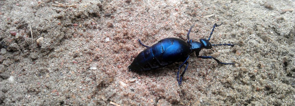 Keliautojų pėsčiomis maratonas XV