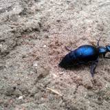 Keliautojų pėsčiomis maratonas XV