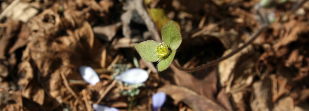Nevėžio pakrante šilagėlių nerandant