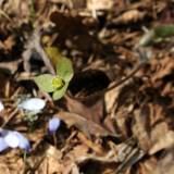 Nevėžio pakrante šilagėlių nerandant