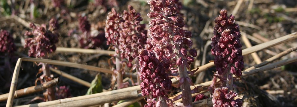 Pajūris ir šaukščiai