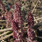 Pajūris ir šaukščiai