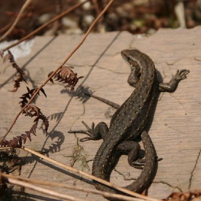 Sauleje besisildantis driezas