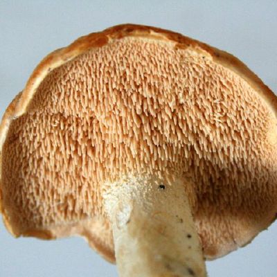 Rausvagelsvio dyglucio dygliai