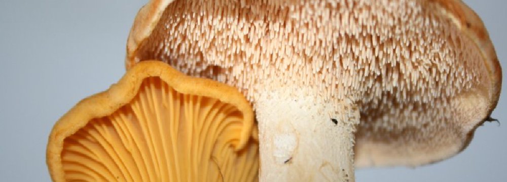 Pažintis su dyglučiu