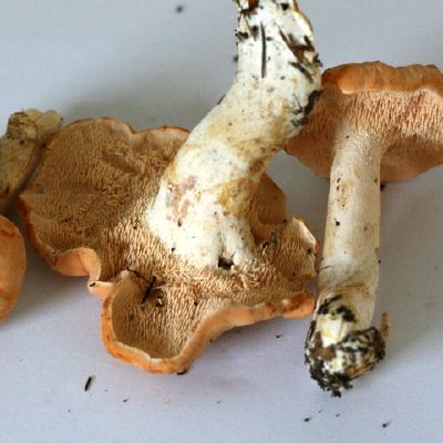 Rausvagelsvis dyglutis is apacios