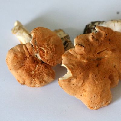 Rausvagelsvis dyglutis