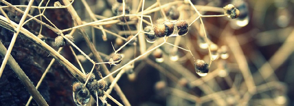 Pirmoji žiemos diena gamtoje