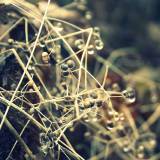 Pirmoji žiemos diena gamtoje