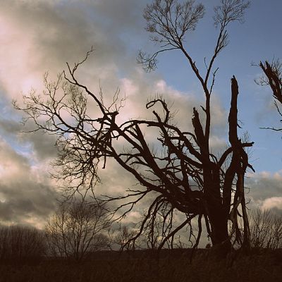 Pavarge paupio medziai