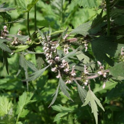 Paprastoji sukatzole