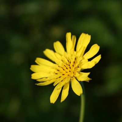 Pievinio putelio ziedas